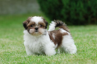 Shih-tzu puppy on grass