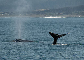 Photo of a Whale's Tail in the Pacific Ocean.