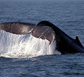 Photo of a Whale's Tale in the ocean near Fort Bragg CA.