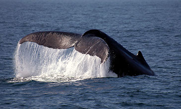 photo of a whale in the Pacific Ocean