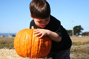 photo shows a young boy holding a large pumpkin at the North Spur pumpkin patch.