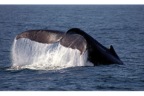 photo of a whale's tail in the Pacific Ocean